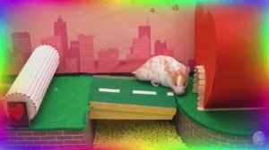 Подборка самых невероятных испытаний для хомяков. часть 5