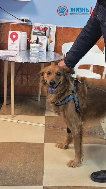 пациенты ветклиники в Калуге Жизнь