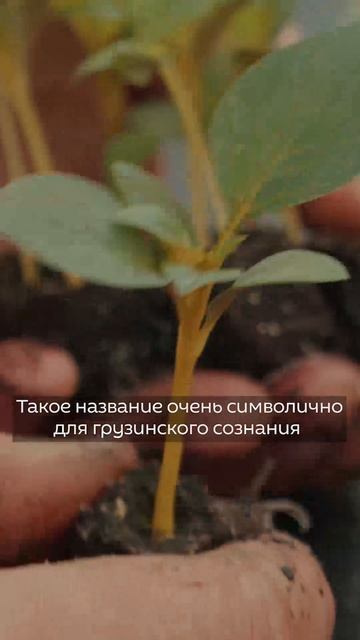 Мать-Земля: земельные ресурсы Грузии и их значение