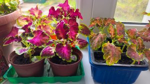 22-04-2026 Перцы цветут. Колеусы из семян.