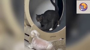 Подборка смешных моментов с питомцами! (22.04.26)