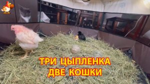 Три Цыпленка в манеже и две Кошки
