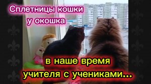 КОШКИ С ОЗВУЧКОЙ. Сплетницы кошки у окошка.