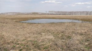 Весенний лес и поле с не многочисленными находками.