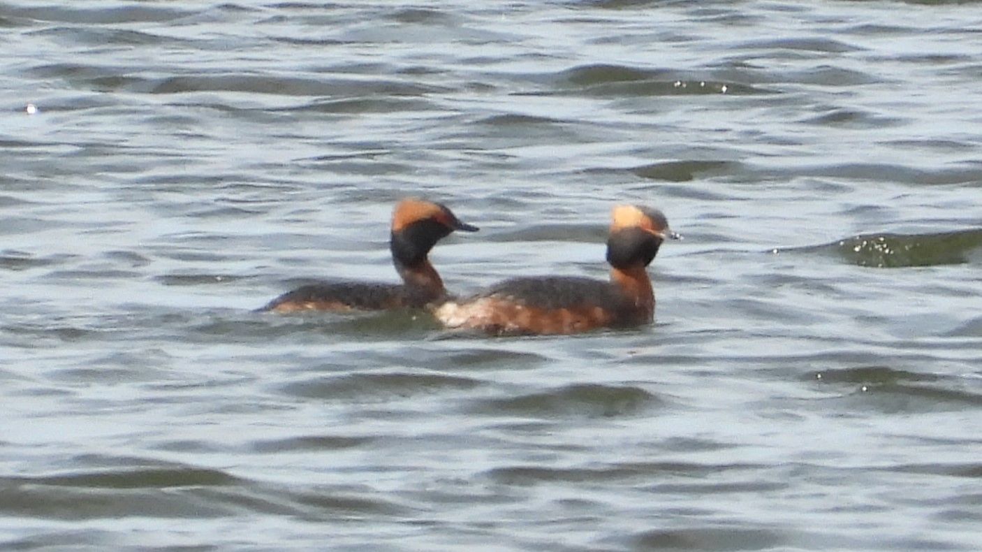 Красношейная Поганка, бёрдвотчинг в Новгородской области, Ушерско, 22 апреля 2026