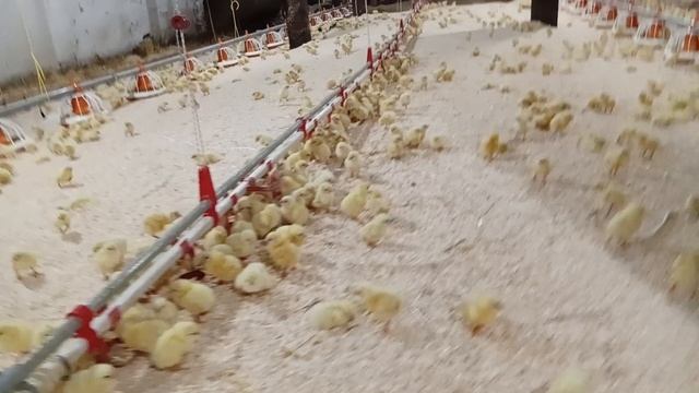 Птицаферма.Цыплята.