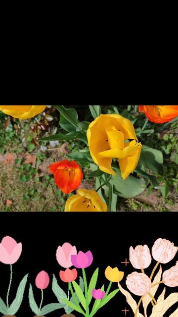 🌹🌹🌹