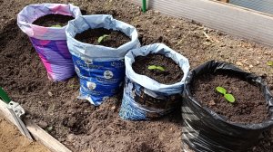 Подмосковье заморозки -5...Сажаю огурцы в мешки 😊👍...