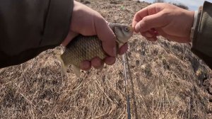 Карась на поплавок в апреле 2026