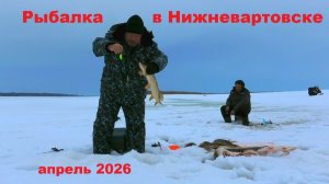 Рыбалка в Нижневартовске 03 апреля 2026