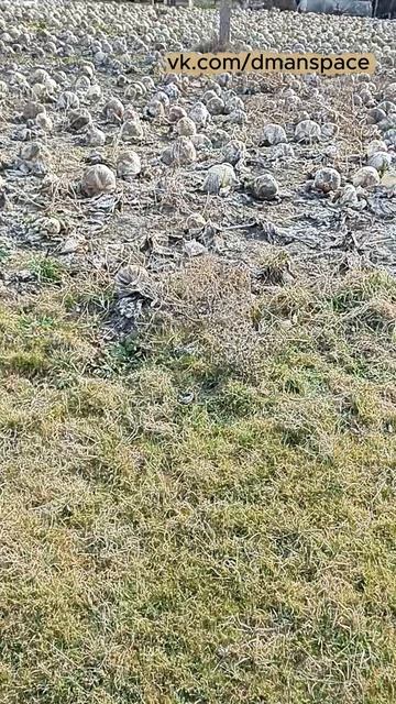 Напомнило фильм про чужих