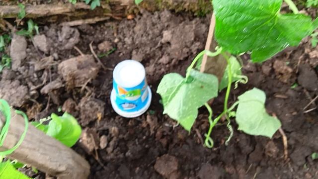 Посадила помидоры, перцы в теплицу. Теперь они у себя дома.