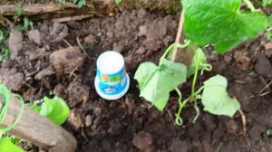 Посадила помидоры, перцы в теплицу. Теперь они у себя дома.