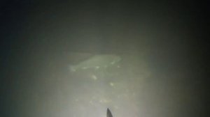 ПОДВОДНАЯ ОХОТА. ЛУЧШАЯ РЫБАЛКА ЗИМЫ.