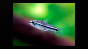 Карманный сомик: стайка живых пуль, которая перевернёт ваше представление о дне