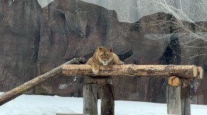 Зоопарк Ижевск. Путешествие на машине с ребенком. Март 2026 год #рекомендации #zoo