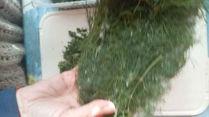 зелень зимой и летом mp4