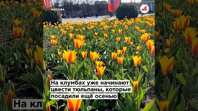 Море цветов на ВДНХ. В Москве началось обновление цветников