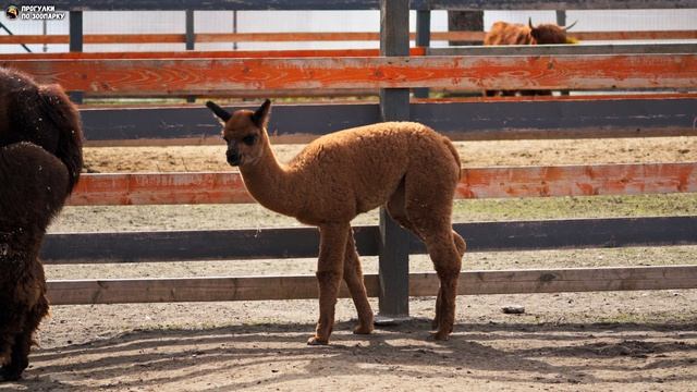 Малышка альпаки гуляет с мамой и наблюдает за гостями. Зоо Дзен, Токсово, Ленинградская область