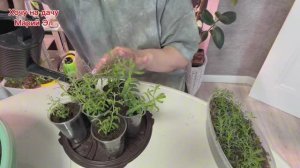 Борюсь с почвенным комариком. Пикировка лаванды 22.04.26г