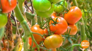 Огурчики, помидорчики: наши - лучше всех! Доброе утро. Фрагмент выпуска от 22.04.2026