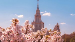 Сезон цветения сакуры начался в Москве. Где можно увидеть японскую вишню?