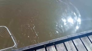 Бутерброд.Карпуша