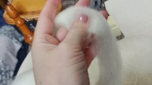 Белый козий пух для прядения