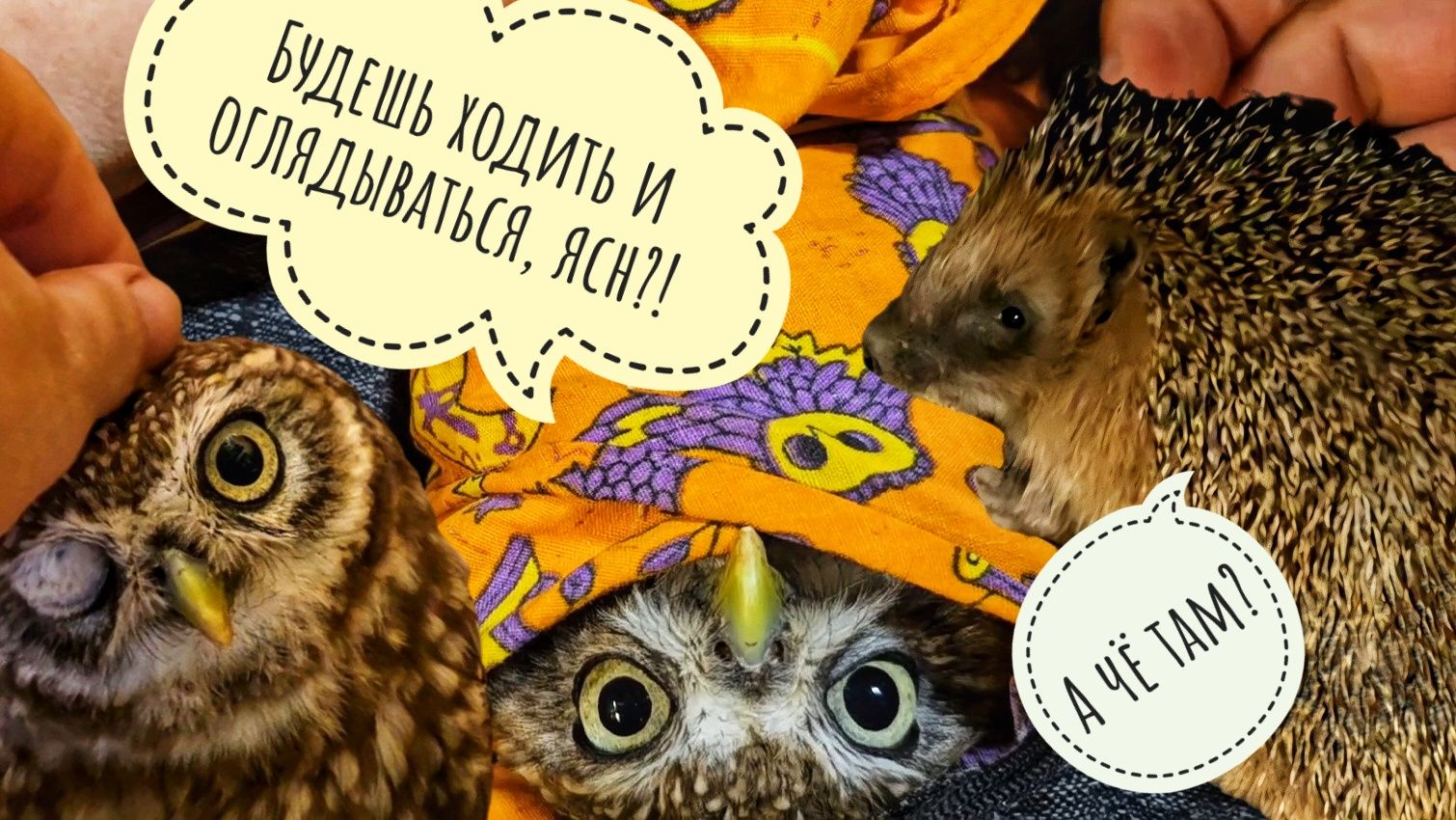 Время мучить сову! Сыч Лучик снова обезврежен! Артём выследил всех наших ёжиков: трое на месте!