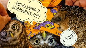 Время мучить сову! Сыч Лучик снова обезврежен! Артём выследил всех наших ёжиков: трое на месте!