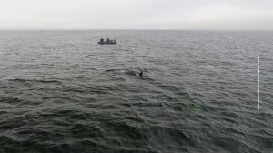 Постоянная угроза для сахалинских сивучей