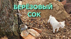 Когда собирать березовый сок