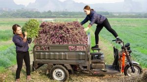 Собираю зеленый лук и луковицы для продажи на рынке. Торговля фермеров. Хоа Ли