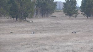 Тетеревиный ток