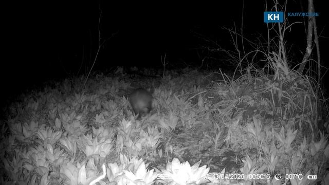 Первый весенний барсук замечен в «Калужских засеках»
