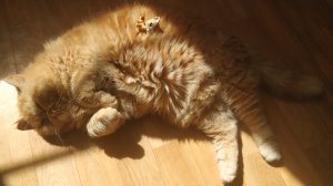 Littlest Pet Shop: Буся Пирожок