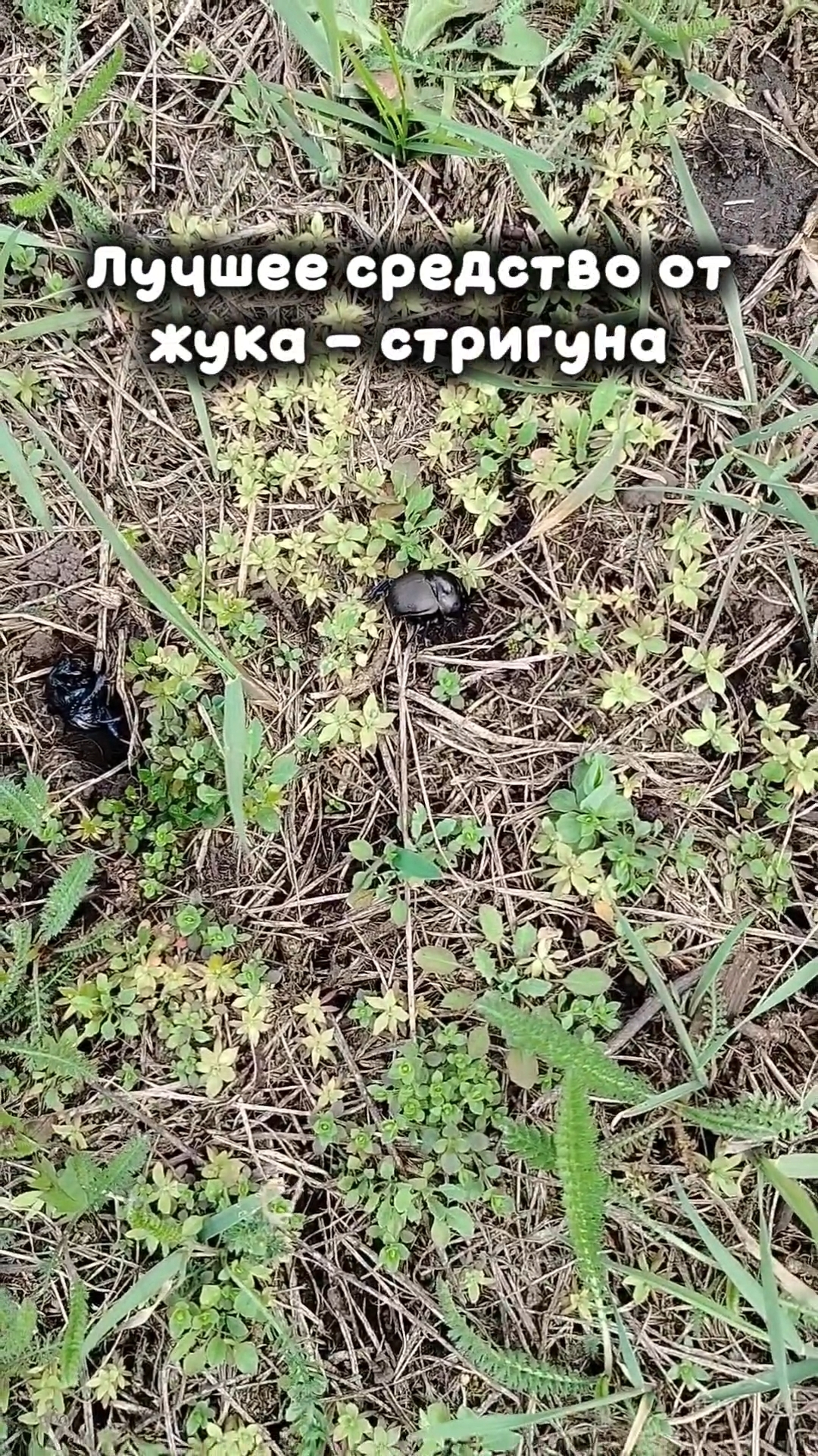 лучшее средство 🪲