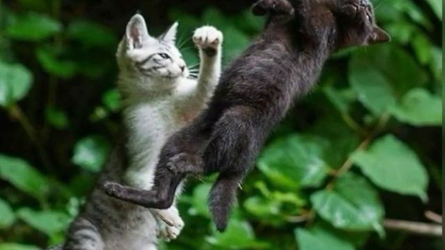 ДОБРОЕ  УТРЕЧКО !!! ЗАБАВНЫЕ  ЖИВОТНЫЕ !!!