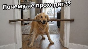 Смех до слёз: лучшие приколы №261