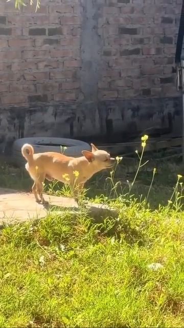 Видео от Департамент Вирусного Контента | ДВК