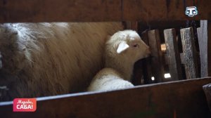 Рубрика «Къырым топракълары». Выпуск от 22.04.2026