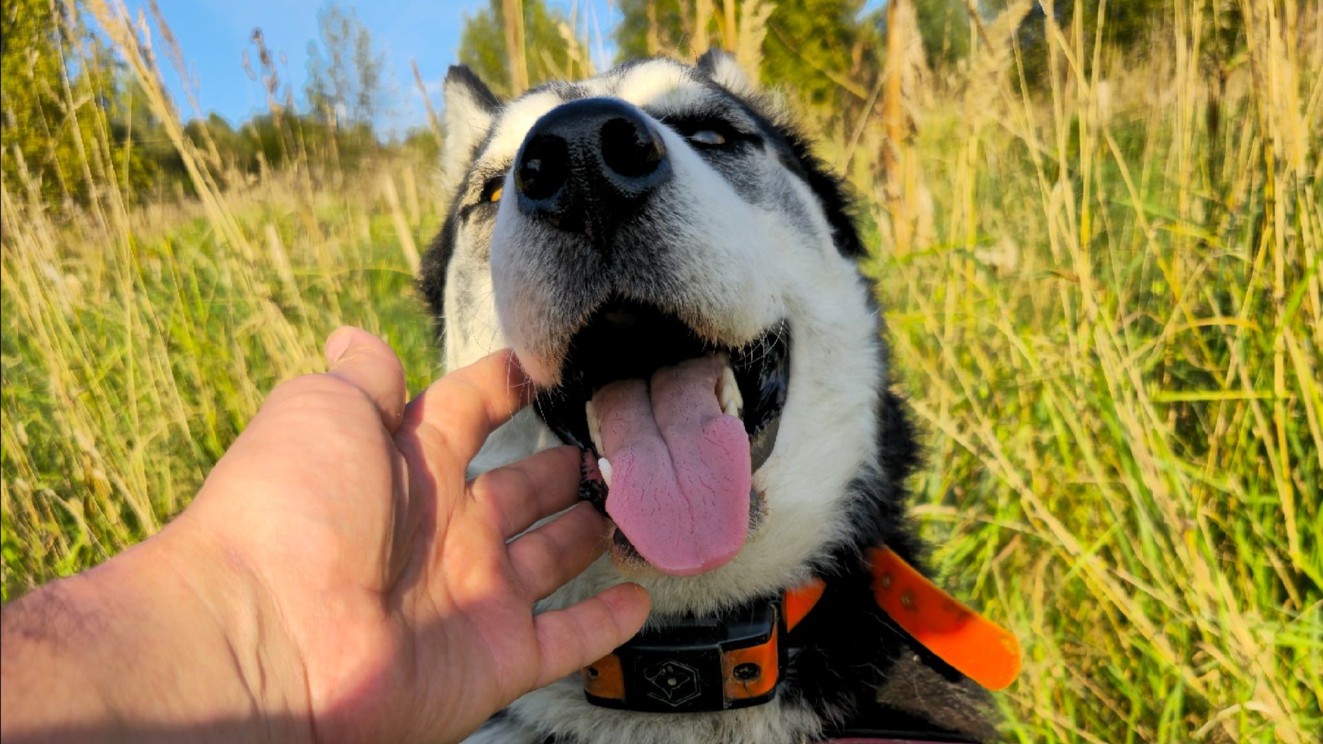 Хаски Дик переехал в Москву 4.10.2025 - 1.01.2026