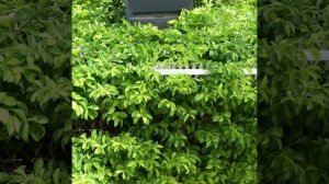 Кусторез аккумуляторный