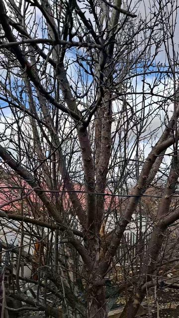 Обрезка старой яблони