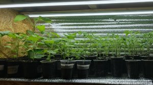 Пересадила Томаты и баклажаны в больший объём.Собираю заказы