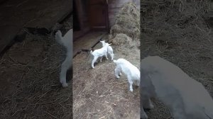 Козлята познают мир.