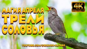 🕊️ Магия Апреля: Трели Соловья Снимут Тревогу И Зарядят Хорошим Настроением На Весь День 🌿