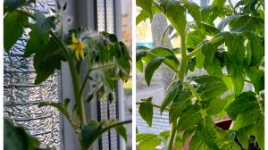 Томат "Балконный" смесь. Три месяца с момента посева. Рассада для теплицы и открытого грунта