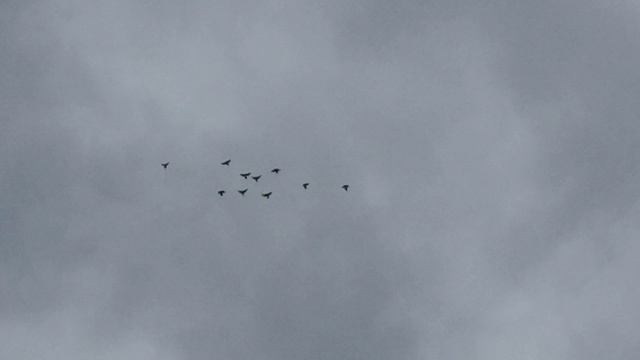 22.04.2026. Безкружные голубиЧуманова Виталия.