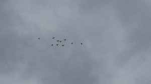 22.04.2026. Безкружные голуби,Чуманова Виталия.